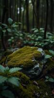 A rock covered in moss in the woods photo