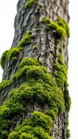A close up of a tree trunk with green moss growing on it photo