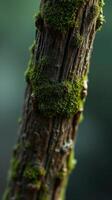 A close up of a moss covered tree trunk photo