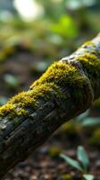 A moss covered branch on the ground photo