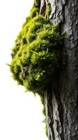 A green moss covered tree trunk photo