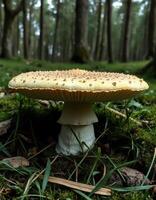 A mushroom sitting on the ground in the woods photo