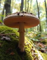 A mushroom on a moss covered ground photo