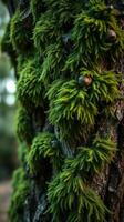 A close up of moss growing on a tree photo