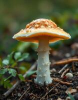 A mushroom with white and orange spots on it photo