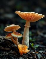 A group of mushrooms growing on the ground photo