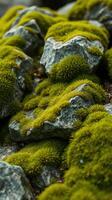 A close up of moss growing on rocks photo