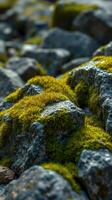 A close up of a rock covered in moss photo