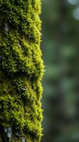 A close up of a moss covered tree trunk photo