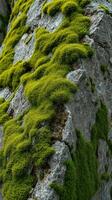 A rock with moss growing on it photo