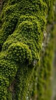A close up of moss growing on a tree photo