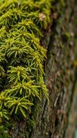 Moss growing on a tree trunk photo