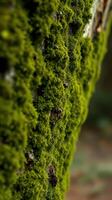 A close up of a moss covered tree photo