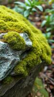 A rock with moss growing on it photo