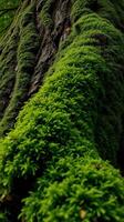 A large tree trunk with moss growing on it photo