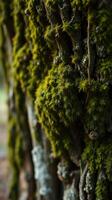 A close up of moss growing on a tree trunk photo