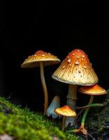 A group of mushrooms on a mossy surface photo