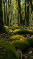 A forest with trees and moss on the ground photo