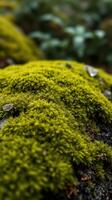 A close up of a moss covered rock photo