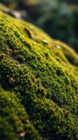 A close up of moss growing on a rock photo