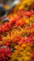 A close up of red and yellow flowers photo