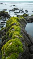A rock covered in green moss photo