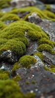 A close up of moss growing on rocks photo