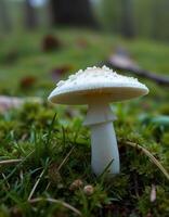 A white mushroom sitting on the ground in the grass photo