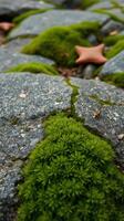 A rock with moss growing on it photo