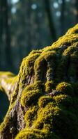 A tree trunk covered in moss photo