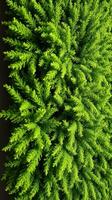 A close up of a green tree with leaves photo