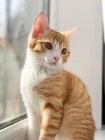 Little, ginger kitten sitting on the windowsill photo