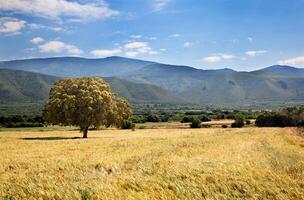 a lone tree in a field with mountains in the background photo