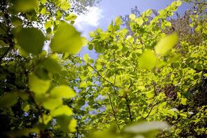 Abstract image of green leaves of trees against the sky photo