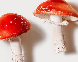 Top view close up Red mushrooms with white spots as minimal style layout on light background, natural textures and organic beauty, vivid fly agaric with red caps and white stems, fungus still life photo