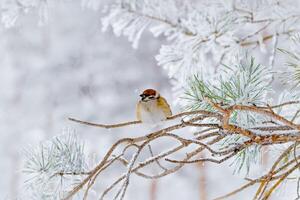 Closeup fluffy sparrow bird rests on snow-covered pine Branches surrounded by serene winter scene, small wild bird. Light gray snowy blurred background, tranquil wintertime photo, side view photo