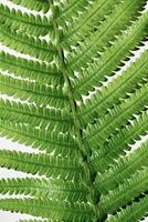 Close-Up of Green Fern Leaves, botanical texture as background, natural beauty pattern, macro trend scenic green leaf fern at sunlight with shadow, minimal nature geometric lines and shapes photo