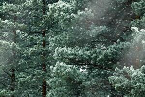 Winter nature close up Pine tree branches snow covered, snowy texture, macro trend photo, magical wintertime, winter holidays, snowy fir trees forest, white frost on twigs, green blue monochrome photo