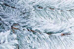 Pine tree branches are covered frost, nature winter background, snowy fir needles close up. Wintertime outdoors natural scene, holiday mood, it is snowing. Wintry forest aesthetics snowy pine trees photo