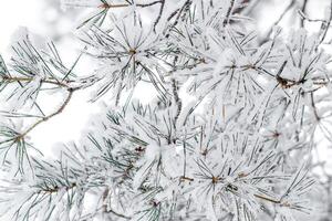 Winter nature close up green Pine tree branches snow covered, snowy texture, macro trend photo, magical wintertime, winter holidays vibes, snowy fir trees forest, white frost on evergreen twigs photo