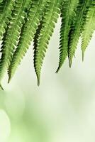 Green Fern Leaf as natural background, close up summer texture, minimal botanical pattern, top view shiny green leaves at sunlight with aesthetic organic shapes, vivid color, nature pattern photo