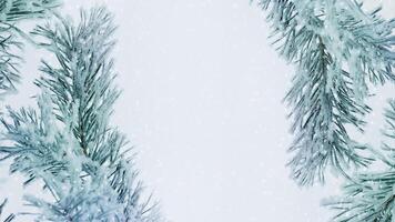 Pine tree branches with snow in winter, Snow-Covered Fir Branch Close-Up with snowflakes, blue green nature banner with copy space, aesthetic wintry landscape, natural scene with soft, icy hues photo