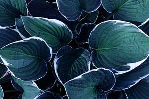 Beautiful Hosta leaves background, dark green blue leaf closeup texture, abstract teal foliage nature pattern, top view scenery, blue monochrome color gradient, lush variegated leaves with white edge photo