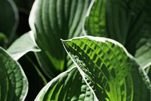 Top view dark green leaves repetition pattern, Hosta plant leaf natural background, abstract botanical photo, green white nature background minimal style, lush foliage of plantain lilies bright color photo
