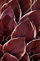 Top view dark red leaves repetition pattern, Hosta plant leaf natural background, abstract botanical photo, purple white nature background minimal style, lush foliage of plantain lilies bright photo
