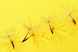 Macro texture nature pattern of seeds of dandelion flower, natural botanical still life with plant, shadow at sunlight. Natural textured background or wallpaper. Yellow color, beauty of nature photo