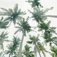 Tropical Palms bottom view as Nature graphics pattern, Coconut Palm trees view from below with soft light sky background, summer vibes, aesthetic nature atmospheric landscape, light sunlight photo