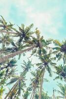 Tropical Palm bottom view Nature pattern, Coconut Palm trees view from below with soft blue sky background, summer vibe, aesthetic nature atmospheric landscape, vivid colors, light sunlight photo