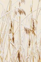 Closeup of frost-covered pampas grass as pastel beige background. Icy textures and natural elegance of frozen plants as serene and tranquil winter atmosphere. Snow covering of reeds on frozen lake photo