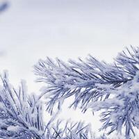 Pine tree branches with snow in winter, future dusk trend color 2025. Snow-Covered Fir Branch Close-Up with snowflakes, colored nature background, wintry landscape, natural scene, copy space card photo